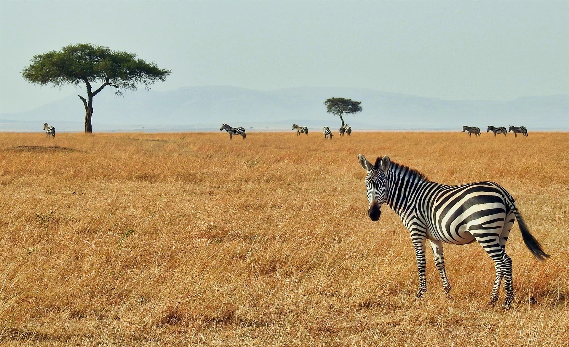 5 Days Mid-range Kenya Safari 